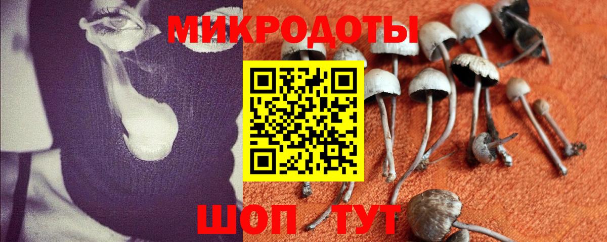 Галлюциногенные грибы Psilocybine cubensis  Псилоцибиновые грибы MAGIC MUSHROOMS  Тверь 